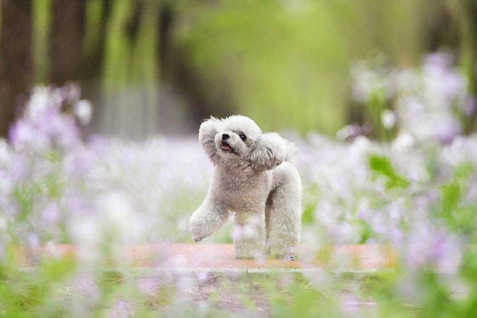 一组超级可爱的泰迪狗狗在花丛中