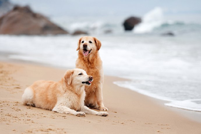 一组在海边玩耍的金毛狗狗