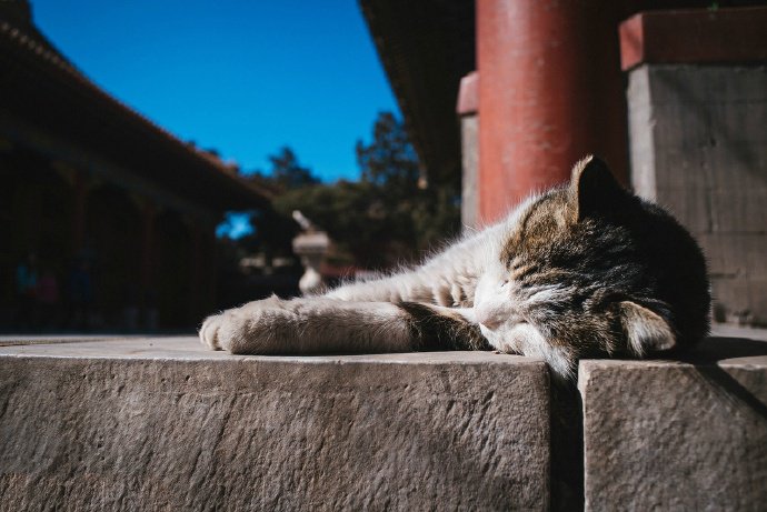 紫禁城外的霸气猫咪图片