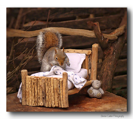 一只松鼠洗漱睡觉的图片