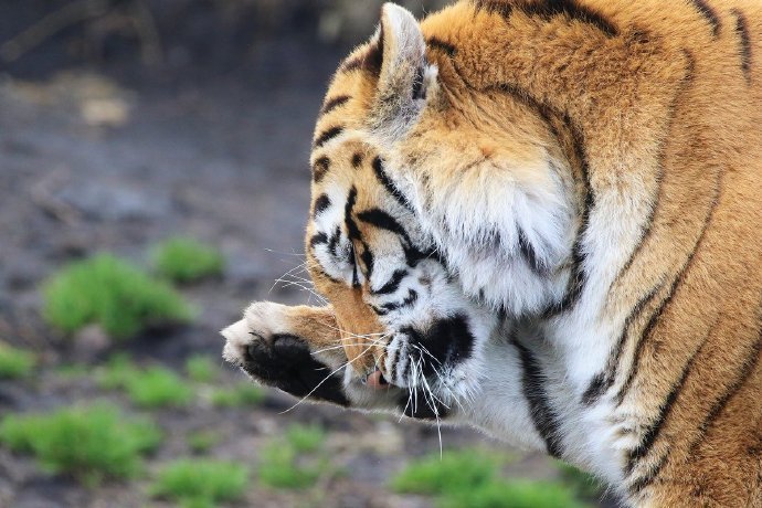 春日暖阳里惬意的虎大王图片欣赏