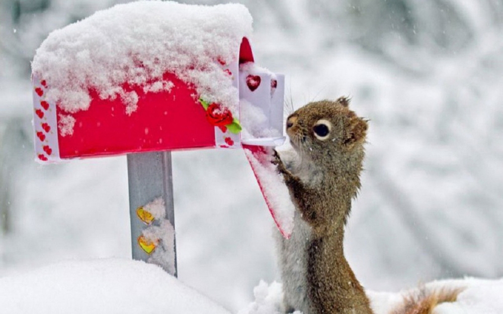 冬天里欢快玩雪的小松鼠图片