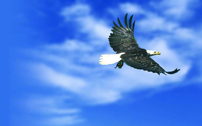 翱翔天空的雄鹰摄影图片