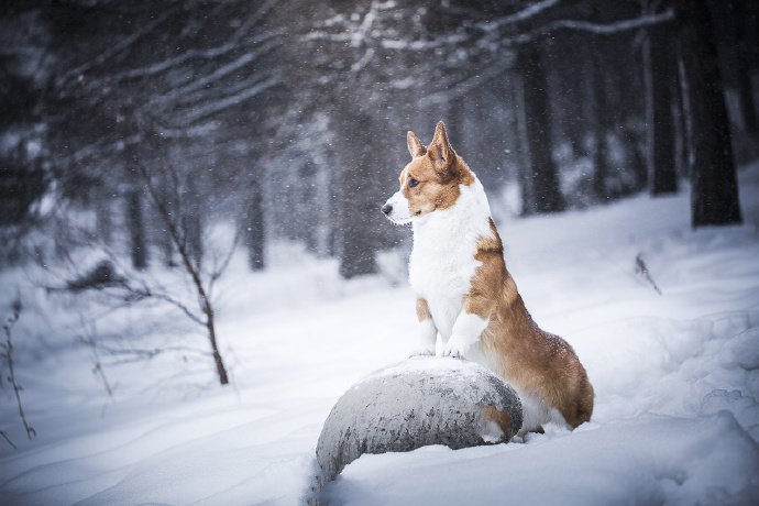 雪地里玩耍的两只柯基犬