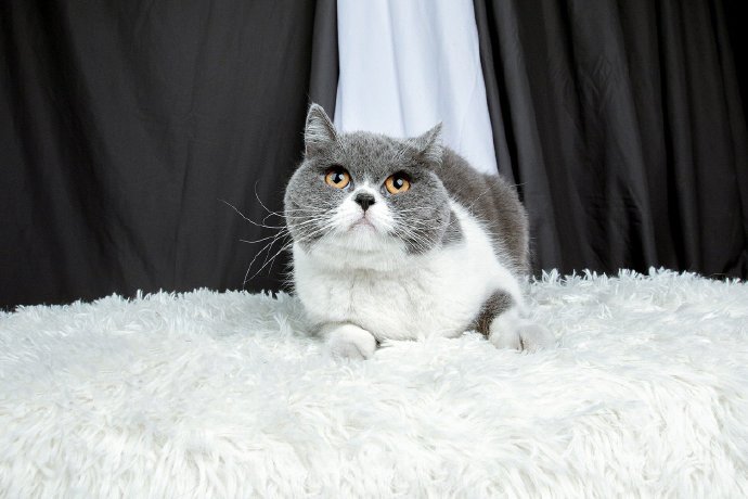 一只神情忧伤的猫咪图片