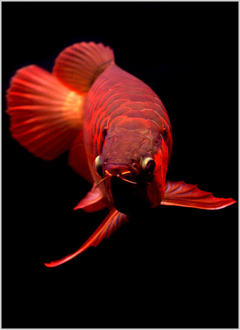 一组漂亮的红龙鱼图片