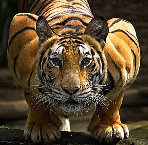 一组强壮的老虎图片欣赏
