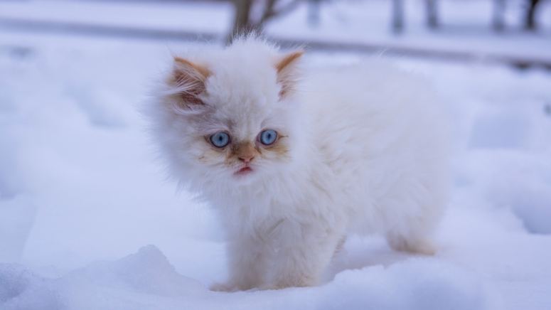 宝石眼睛白色波斯猫图片