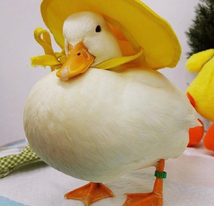 一组白白胖胖可爱的小鸭子