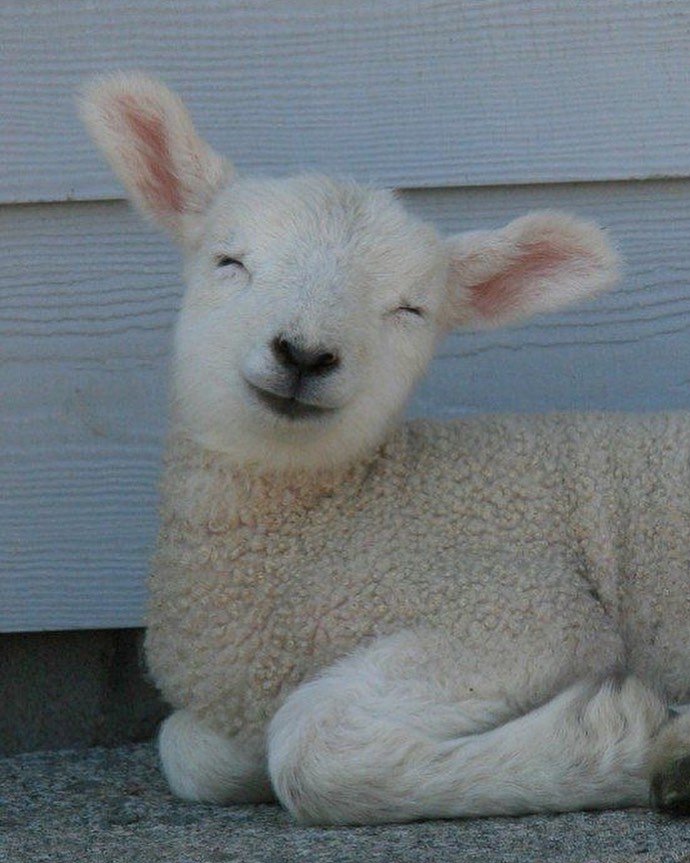 一组超卖萌可爱的小羊
