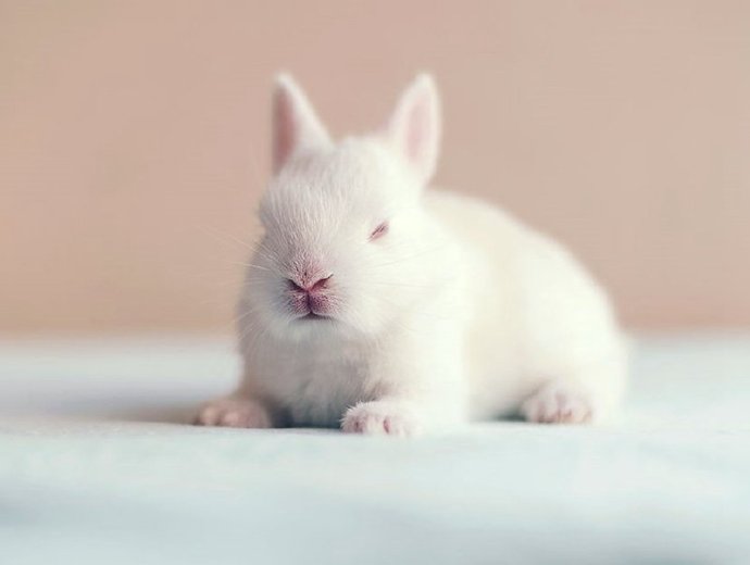 一组超可爱奶萌奶萌的兔子