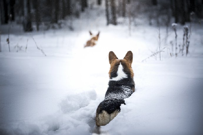 雪地里玩耍的两只柯基犬