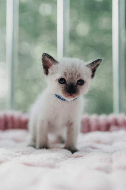 可爱暹罗猫幼崽图片