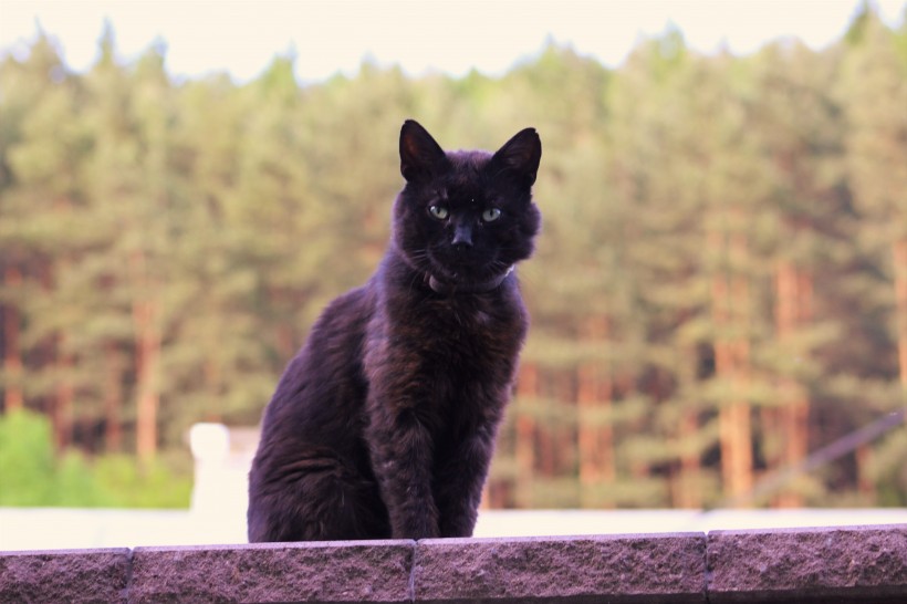 一组黑色猫咪图片