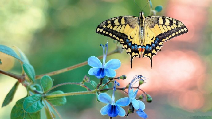 大自然的奇妙蝴蝶摄影高清美图 ​​​​