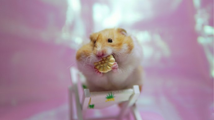 小仓鼠的温馨生活图片