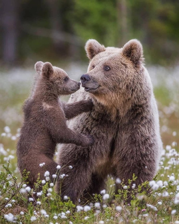 熊妈妈和熊孩子温馨图片欣赏