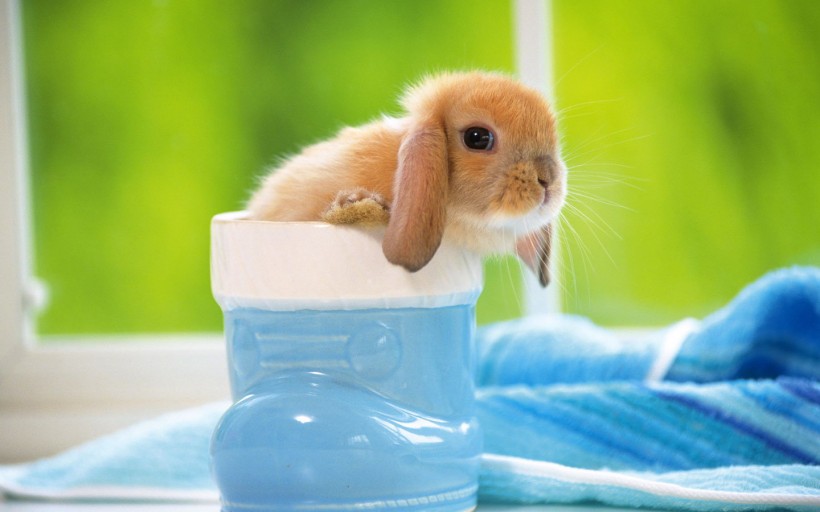 可爱小兔子