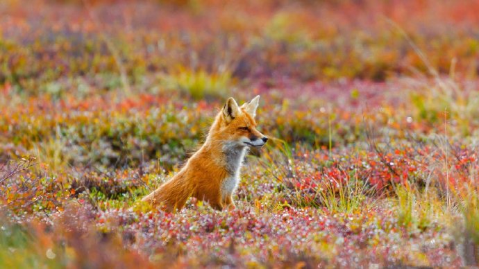来自大自然野外的狐狸高清图片
