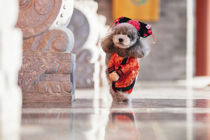 一组紫荆城里拍摄的可爱狗狗