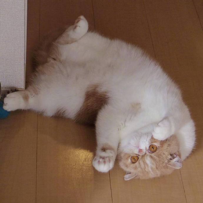 傻乎乎的胖猫猫图片