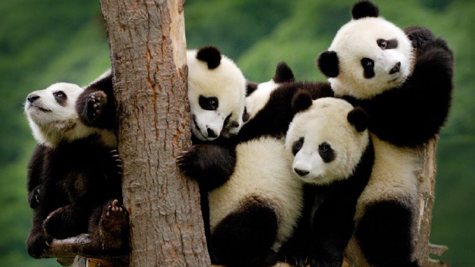 可爱的国宝大熊猫宽屏摄影高清美图