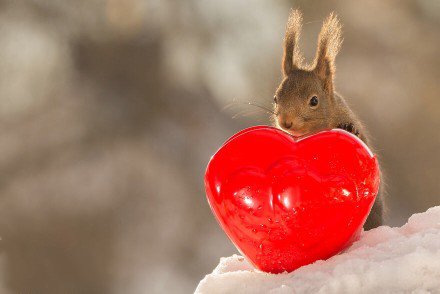 过浪漫情人节的小松鼠图片