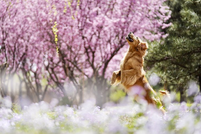 春天是狗狗们不可错过的拍照季节