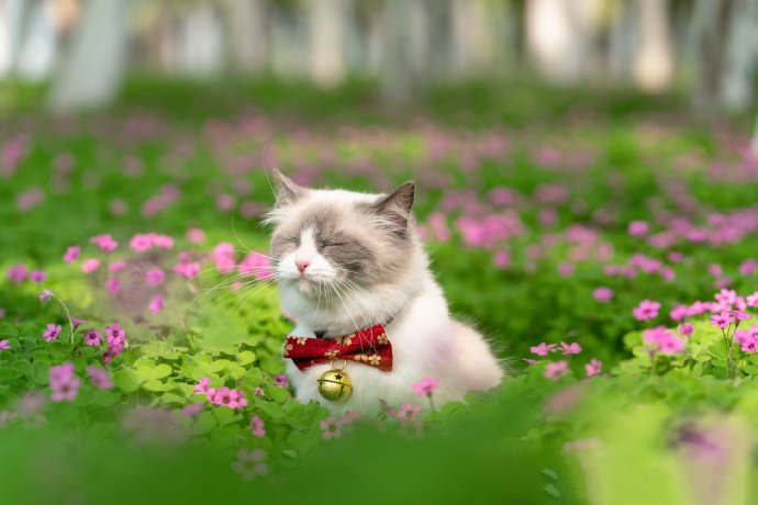 粉色花丛里的小猫咪