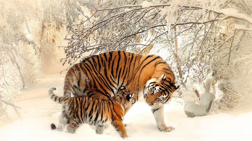 一组威猛的老虎图片欣赏