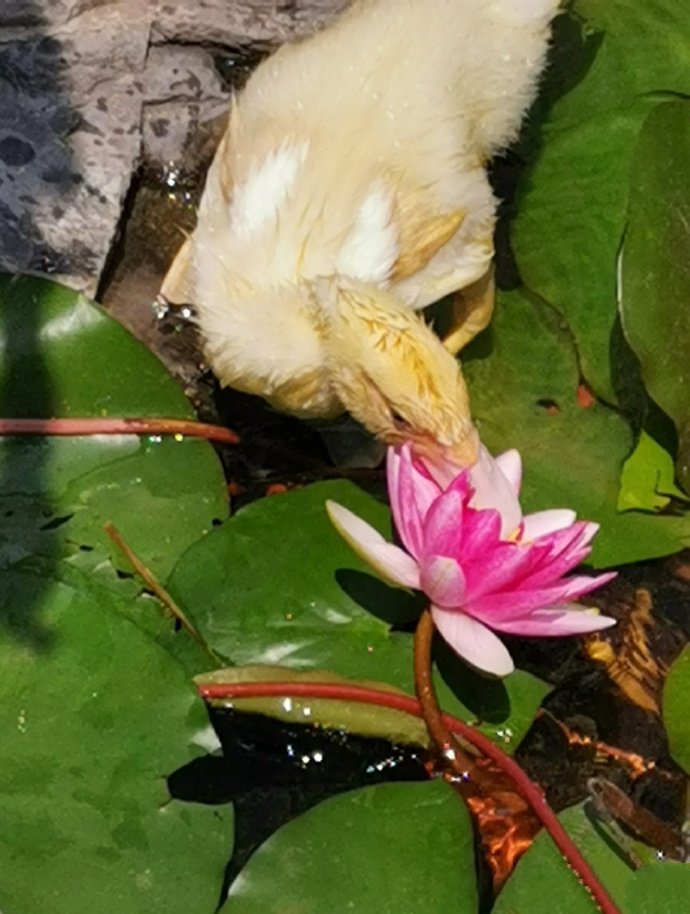 莲花旁的小鸭子图片欣赏
