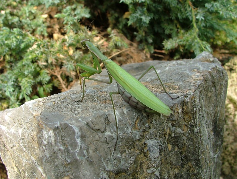 绿色霸道的螳螂图片