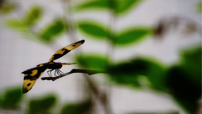 一组黄黑色的蜻蜓图片