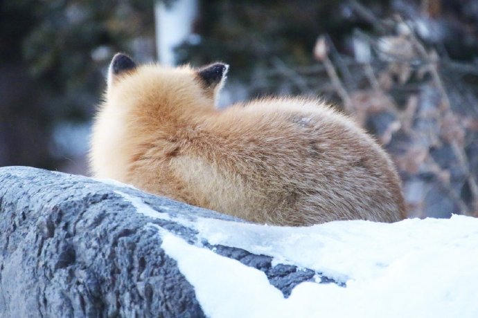 冬天雪地里金灿灿的球型狐狸君图片