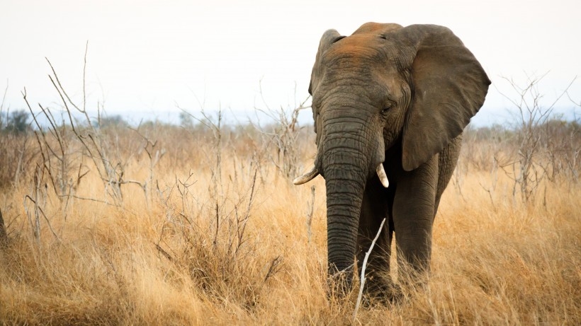 大象看护小象温暖母爱动物图片