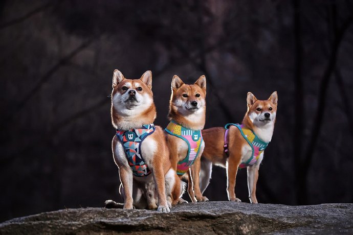 三只可爱的柴犬全家福图片