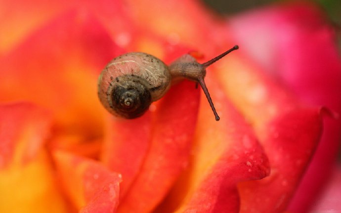 花儿与蜗牛唯美意境摄影高清美图 ​​​​