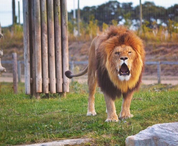 非洲威猛雄狮霸气怒吼图片