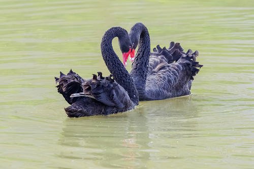 水中漫步的黑天鹅高清图片