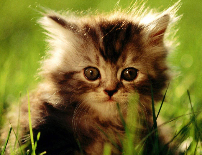 活泼可爱的小猫猫图片