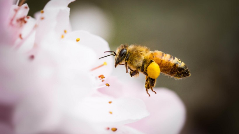 真实蜜蜂采蜜高清图片