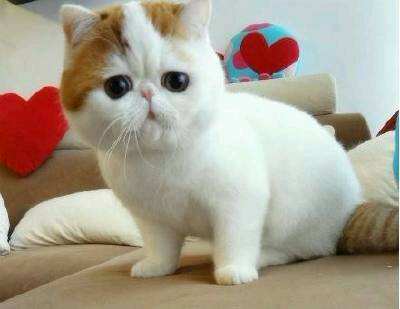乖巧可爱的加菲猫图片