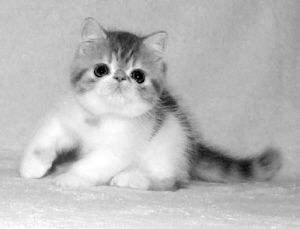 一组乖巧可爱的加菲猫图片