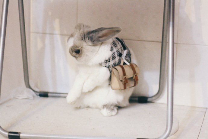 一组超级可爱挎包的小兔子图片欣赏
