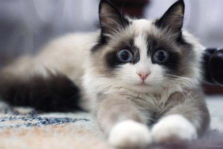 一组可爱的伯曼猫图片