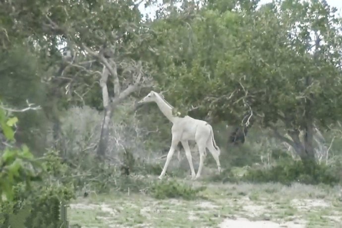 一组稀有的白色长颈鹿图片
