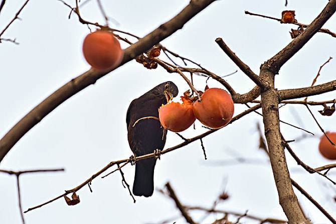 乌鸫鸟吃果子的图片
