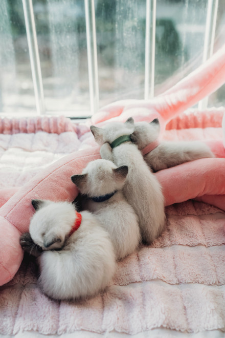 可爱暹罗猫幼崽图片