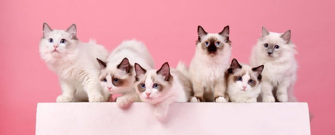 一组超可爱的小白猫图片欣赏