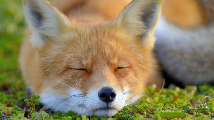 来自大自然野外的狐狸高清图片